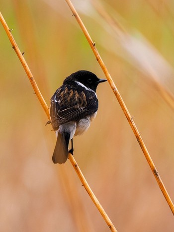 Amur Stonechat 北見市中ノ島公園 Wed, 5/1/2024