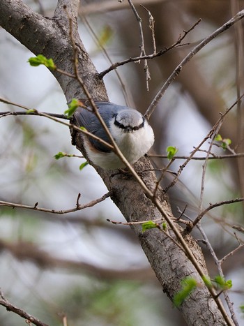 Eurasian Nuthatch(asiatica) Unknown Spots Wed, 5/1/2024