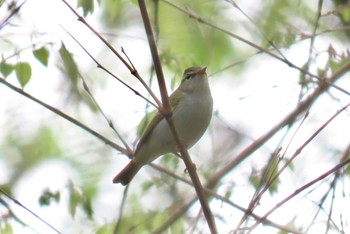 Eastern Crowned Warbler Akigase Park Sun, 4/21/2024