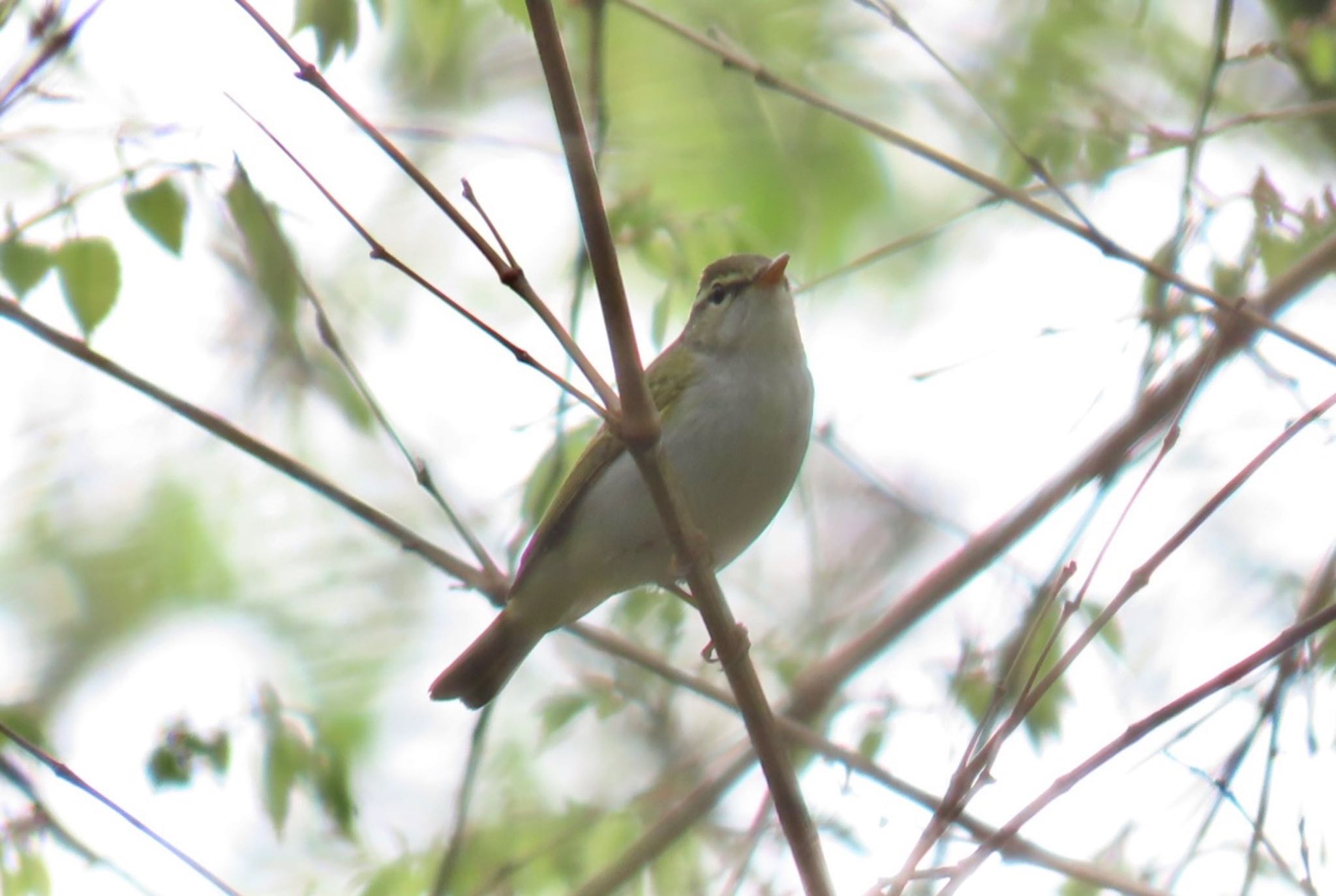 Eastern Crowned Warbler