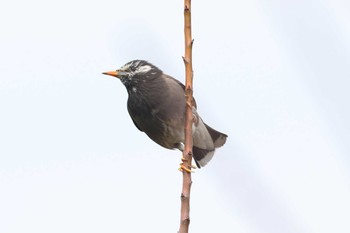 White-cheeked Starling Osaka castle park Sun, 3/31/2024