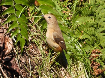 Daurian Redstart Hayatogawa Forest Road Sun, 3/3/2024