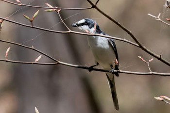 サンショウクイ 軽井沢野鳥の森 2024年4月27日(土)