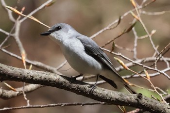 サンショウクイ 軽井沢野鳥の森 2024年4月27日(土)