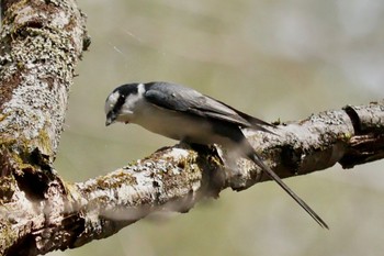 サンショウクイ 軽井沢野鳥の森 2024年4月27日(土)