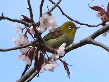 メジロ 野幌森林公園 2024年5月1日(水)