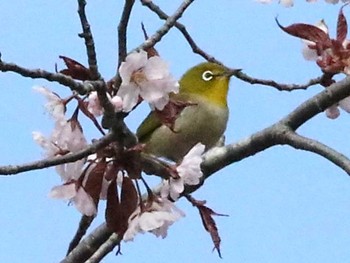 メジロ 野幌森林公園 2024年5月1日(水)