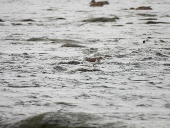 Common Sandpiper 多摩川 Wed, 5/1/2024