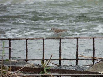 Grey-tailed Tattler 多摩川 Wed, 5/1/2024