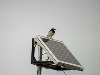 Japanese Wagtail 多摩川 Wed, 5/1/2024