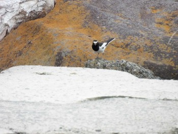 Japanese Wagtail 多摩川 Wed, 5/1/2024