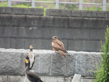 Black Kite 多摩川 Wed, 5/1/2024