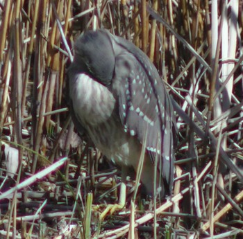 Black-crowned Night Heron 蓮華寺池公園 Fri, 2/17/2023