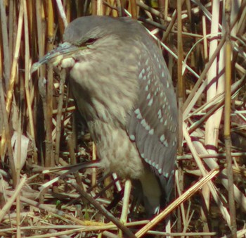 Black-crowned Night Heron 蓮華寺池公園 Fri, 2/17/2023