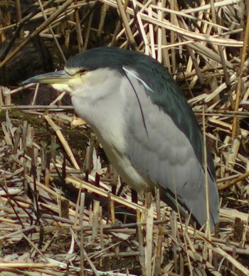 Black-crowned Night Heron 蓮華寺池公園 Fri, 2/17/2023