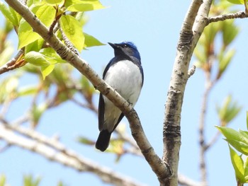 Blue-and-white Flycatcher 出光カルチャーパーク(苫小牧) Mon, 4/29/2024