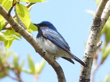 Blue-and-white Flycatcher 出光カルチャーパーク(苫小牧) Mon, 4/29/2024