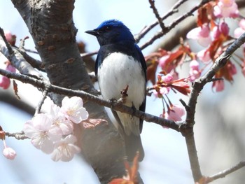 Blue-and-white Flycatcher 出光カルチャーパーク(苫小牧) Mon, 4/29/2024