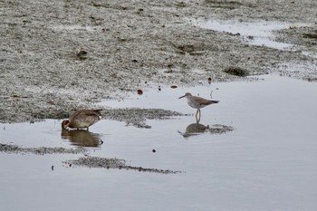 Grey-tailed Tattler 土留木川河口(東海市) Mon, 4/29/2024