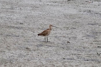 Eurasian Whimbrel 土留木川河口(東海市) Mon, 4/29/2024