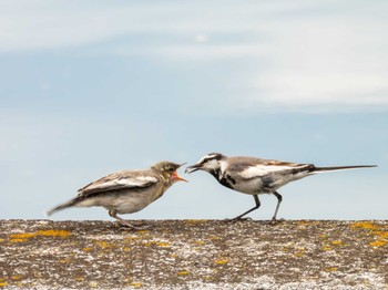 White Wagtail 多摩川 Wed, 5/1/2024