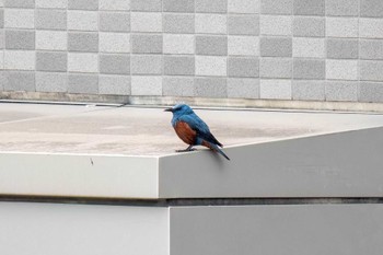 Blue Rock Thrush 愛知県豊田市 Wed, 5/1/2024