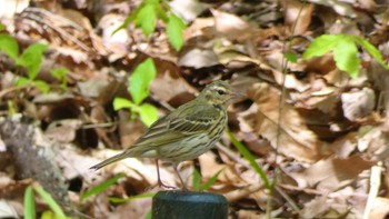 Olive-backed Pipit 奈良県 Wed, 4/17/2024