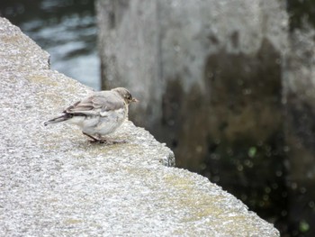 White Wagtail 多摩川 Wed, 5/1/2024