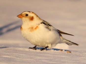 Snow Bunting 鵡川河口 Sun, 1/28/2024