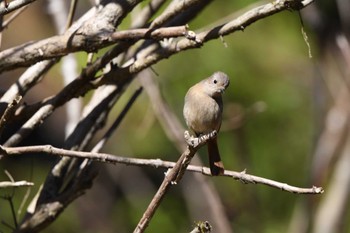 Daurian Redstart Hayatogawa Forest Road Sun, 3/3/2024