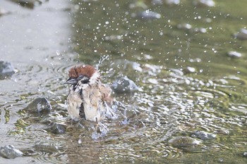 Eurasian Tree Sparrow 大阪 淀川河川公園 Sun, 4/28/2024