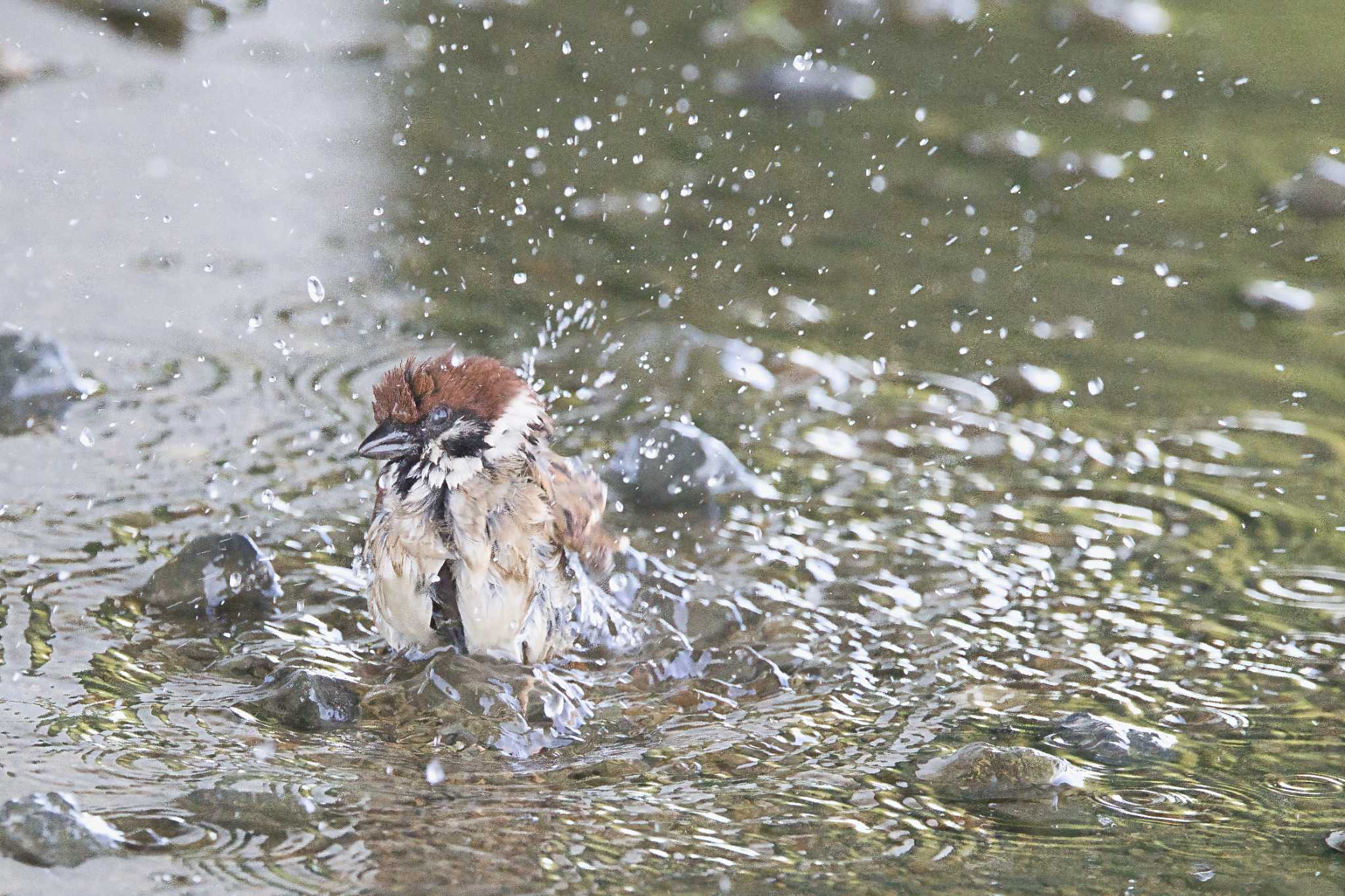 Photo of Eurasian Tree Sparrow at 大阪 淀川河川公園 by アカウント15049