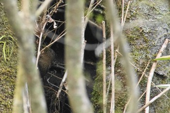 Eurasian Wren 富士山麓 Tue, 4/16/2024