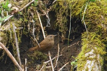 Eurasian Wren 富士山麓 Tue, 4/16/2024