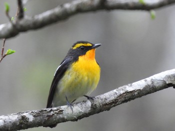 Tue, 4/30/2024 Birding report at Togakushi Forest Botanical Garden