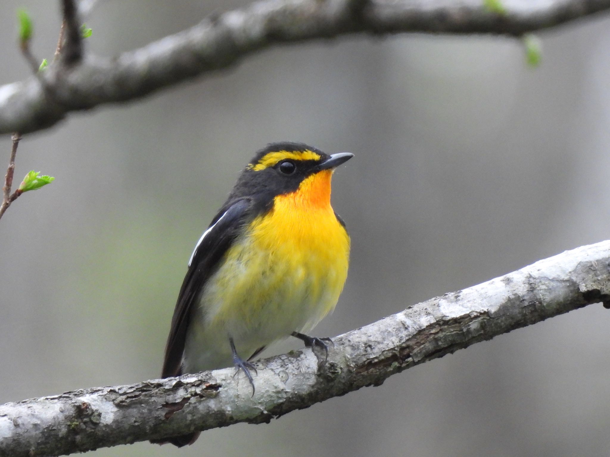 Narcissus Flycatcher