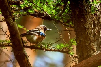 Eurasian Jay 長野県東筑摩郡 Mon, 4/29/2024