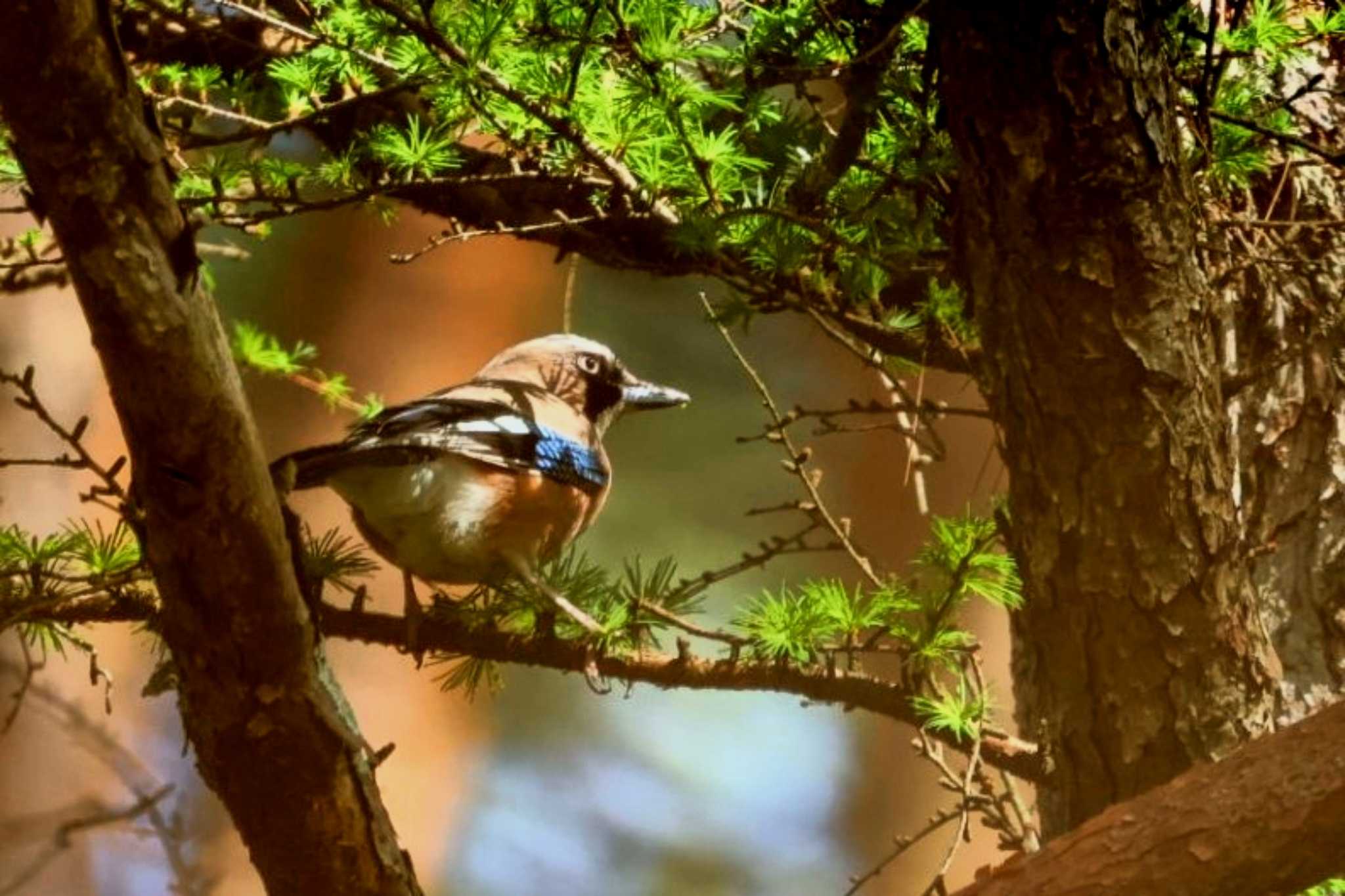 Eurasian Jay