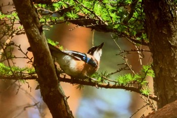 Eurasian Jay 長野県東筑摩郡 Mon, 4/29/2024