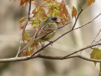 Masked Bunting 荒沢湿原 Fri, 4/26/2024