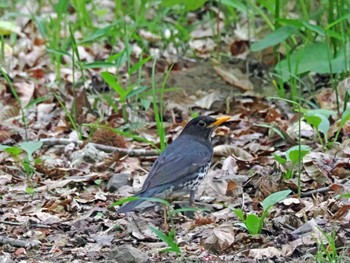 クロツグミ 太白山自然観察の森 2024年5月1日(水)