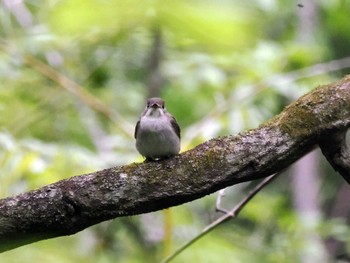 Asian Brown Flycatcher 太白山自然観察の森 Wed, 5/1/2024