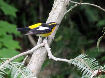 Narcissus Flycatcher 太白山自然観察の森 Wed, 5/1/2024