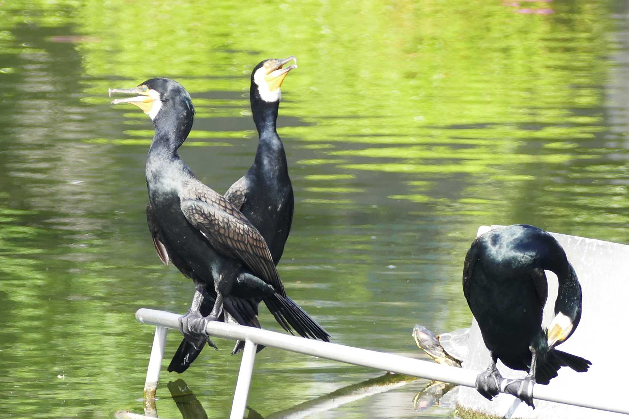 Photo of Great Cormorant at 東京都 by アカウント5509