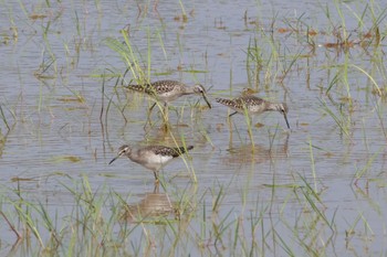 Wood Sandpiper 金武町田いも畑(沖縄県) Fri, 4/12/2024