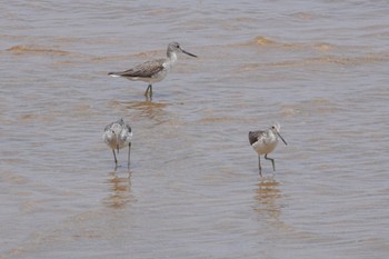 Common Greenshank 金武町(沖縄県) Fri, 4/12/2024