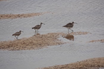 Eurasian Whimbrel 金武町(沖縄県) Fri, 4/12/2024