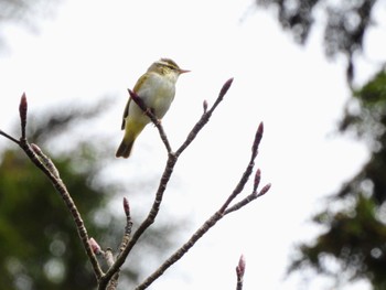 Eastern Crowned Warbler 静岡県 Mon, 4/29/2024