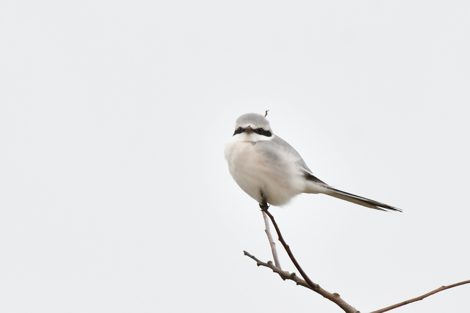 Photo of Chinese Grey Shrike at  by 倶利伽羅