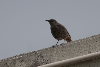 Blue Rock Thrush 沖縄県読谷村 Fri, 4/12/2024